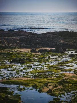 Rocky intertidal zone with algae and tidal pools at Praia do Paraiso Portugal 스톡 사진