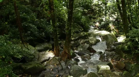 Rocky Jungle Stream Vídeos de archivo 8836639