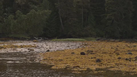 Rocky lake edge into Pine Tree woods with stream drone Stock Footage 255317380
