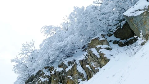 The rocky ledge on which the trees grow is covered in snow. Stock-Footage 124608754