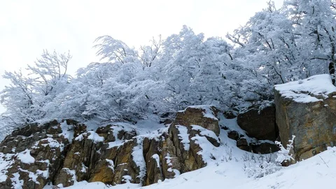 The rocky ledge on which the trees grow is covered in snow. Stock Footage 124608966