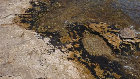 Rocky Limestone Shoreline with Brown Algae and Sea Waves Wide Shot Stock Footage 337130858