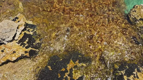 Rocky Limestone Shoreline with Brown Algae and Sea Waves Wide Shot Stock Footage 337130888
