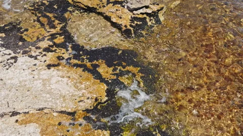 Rocky Limestone Shoreline with Brown Algae and Sea Waves Wide Shot Stock Footage 337131105