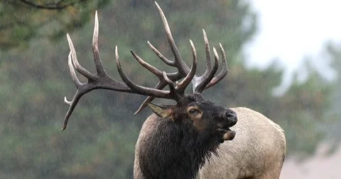 A Rocky Mountain bull Elk bugle’s in a downpour of rain Stock Footage 324913057
