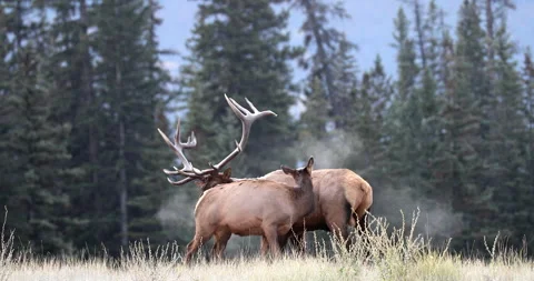 Rocky Mountain bull Elk bugling and blowing steam Stock Footage 302401208