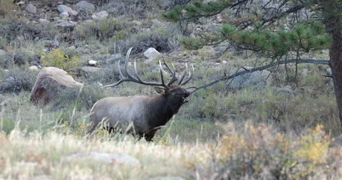 A Rocky Mountain bull Elk bugling in a high country Colorado meadow Stock Footage 324928608