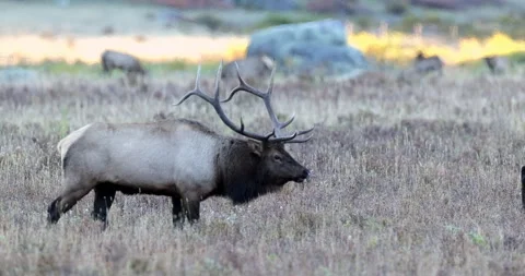 A Rocky Mountain bull Elk walking through a grassy meadow in Colorado Stock Footage 324924394