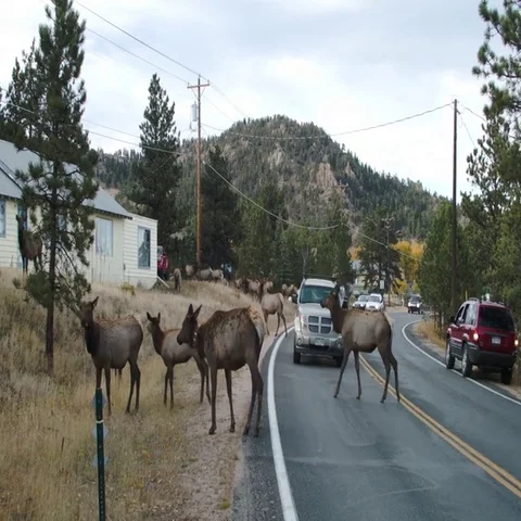 Rocky Mountain Elk Crossing the Road with traffic Stock Footage