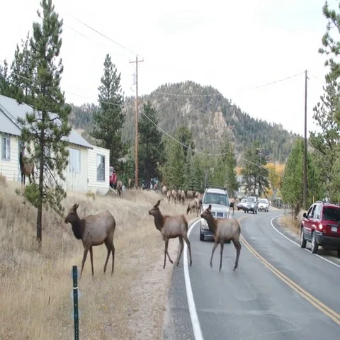 Rocky Mountain Elk Crossing the Road Stock Footage