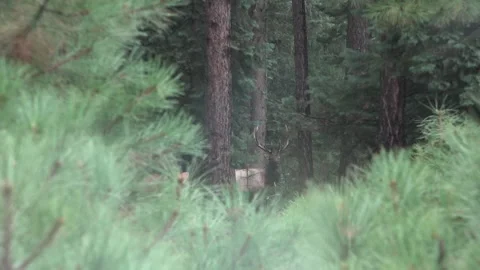 Rocky Mountain Elk Stock Footage 95813498