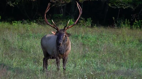 Rocky Mountain Elk Stock Footage 211193207