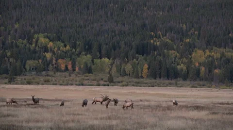 Rocky mountain elk herd Stock Footage 42779749