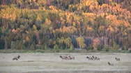 Rocky Mountain Elk Herd Stock Footage