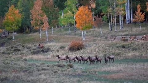 Rocky Mountain elk herd migrating during autumn season Male elk pushing man.. Stock Footage 329659803
