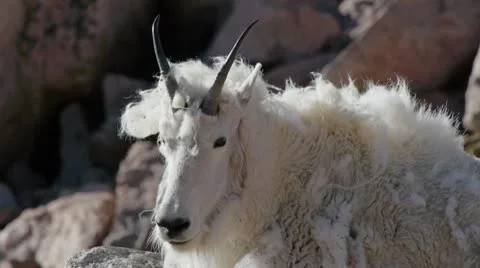 Rocky Mountain Goat Stock Footage