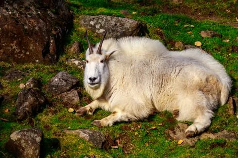 Rocky Mountain Goat Stock Photos
