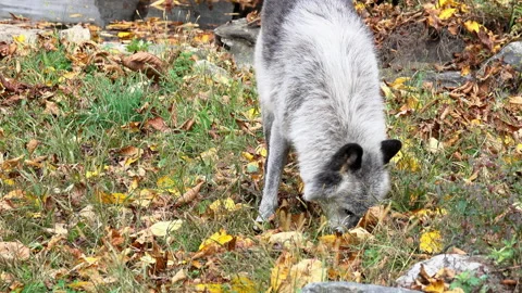 A Rocky Mountain Gray Wolf sniffs at the ground, searching for food. Stock Footage 142189907
