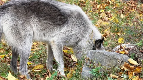 A Rocky Mountain Gray Wolf sniffs around a rock and paws at the ground. Stock Footage 142191479