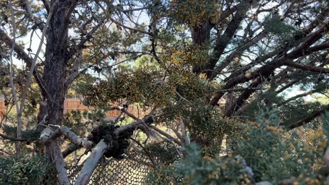 Rocky Mountain Juniper Tree Pollen Pluff Stock Footage 288790010