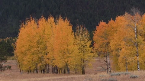 Rocky Mountain Landscape in Fall Vídeos de archivo 69038850