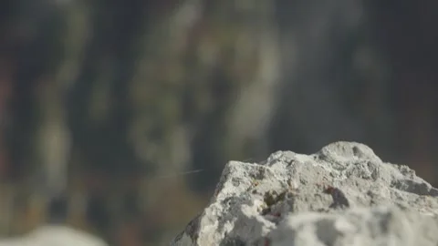 Rocky Mountain Landscape with Rack Focus Detail Stock Footage 289643651