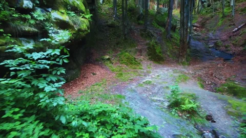 Rocky mountain path in the dense green forest. Video stock 151500565