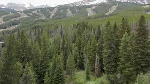 Rocky Mountain Pine Trees Video stock 235753378