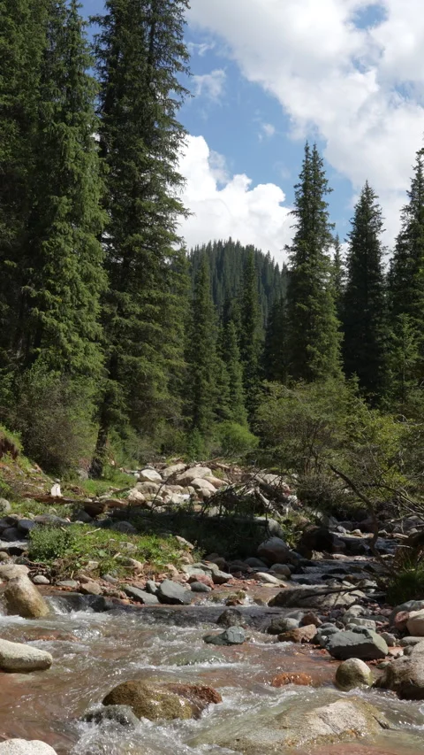 Rocky mountain river flowing through spruce forest Stock Footage 342025049