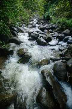 Rocky Mountain Stream Flow in Dense Forest with Flowing Water and Boulders Stock Photos
