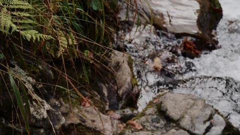 Rocky mountain stream flowing over stones beside ferns 스톡 동영상 347734016