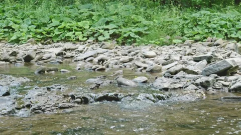 Rocky Mountain Stream in Forest Video stock 330889797