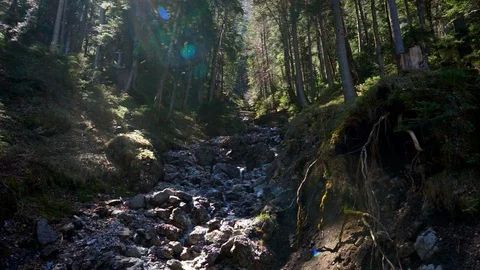 Rocky mountain stream in forest. Great lens flare. Zugspitze Eibsee Видео 88796893