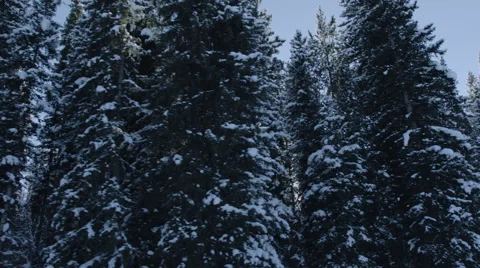Rocky Mountain Winter Forest 스톡 동영상 61022742