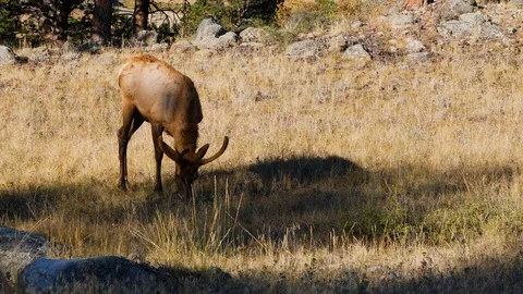 Rocky Mountains - Deer Stock Footage 102374206