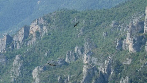 Rocky mountains with forest two wild bird of prey griffon vultures gyps fulvus  Stock Footage 112823599