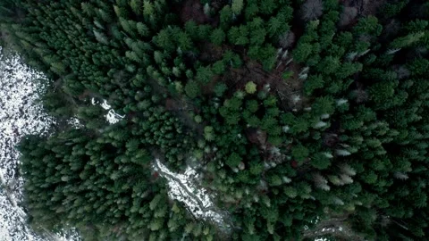 Rocky mountains in snow. Pine trees and fallen trees. Aerial view. Stock Footage 273113573