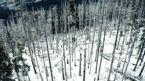 Rocky mountains in snow. Pine trees and fallen trees. Aerial view. Stock Footage 273113602