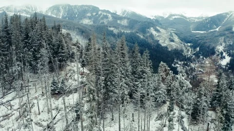 Rocky mountains in snow. Pine trees and fallen trees. High mountains. Stock Footage 273113859