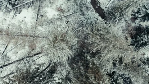 Rocky mountains in snow. Pine trees and fallen trees. Aerial view. Stock Footage 273113988