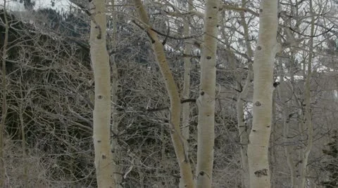 Rocky Mountains in Winter Stock Footage