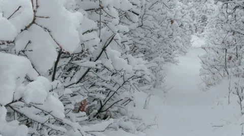 Rocky Mountains in Winter Stock Footage