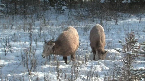 Rocky Mt Sheep in Jasper Stock Footage 331941