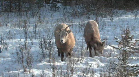 Rocky Mt Sheep in Jasper Stock Footage 331949