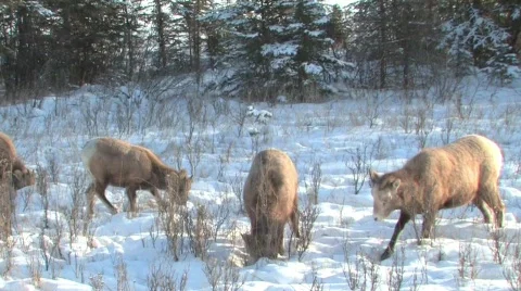 Rocky Mt Sheep in Jasper Stock Footage 331952