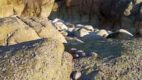 Rocky ocean floor with seashells at low tide Stock Footage 236644411