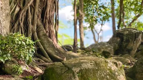 A rocky patch of tropical forest with an ancient banyan tree and natural landsca Stockfoto's
