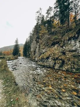 Rocky Path Along Forest Stream Stock Photos