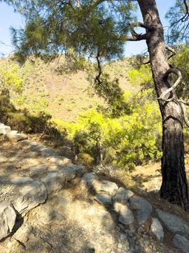 Rocky Path Beside Pine Tree and Sunlit Hillside Stock Photos