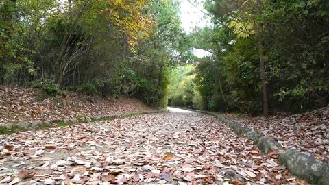 Rocky path with fallen pink and orange leaves in a green forest Stock Photos